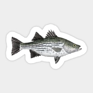 White Bass Sticker